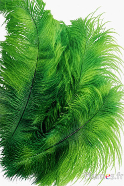 Struisvogel - 30-40 cm - groen-appelgroen